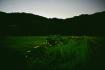 DSC_2895A.jpg