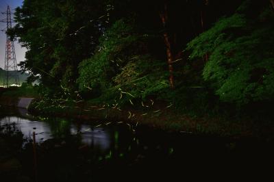 DSC_2945C.jpg
